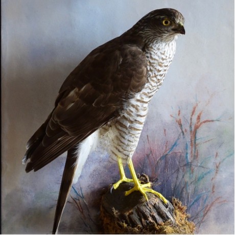 Taxidermy: Sparrowhawk by Rowland Ward